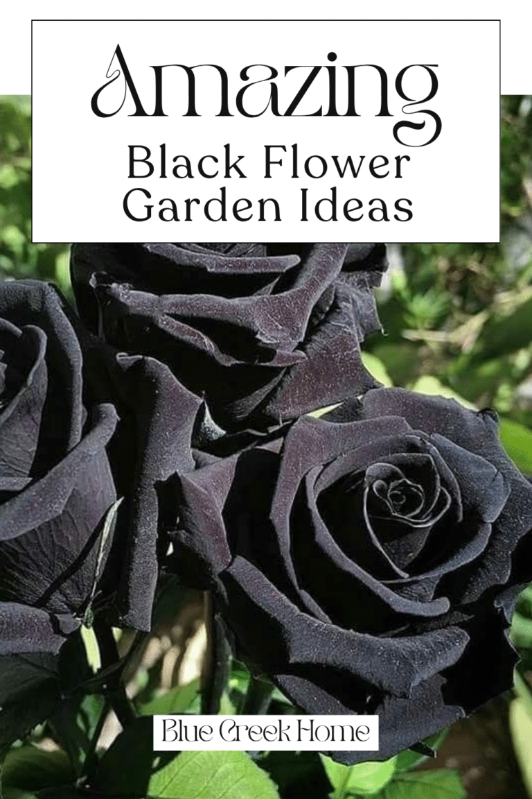 Amazing Black Flower Garden Ideas