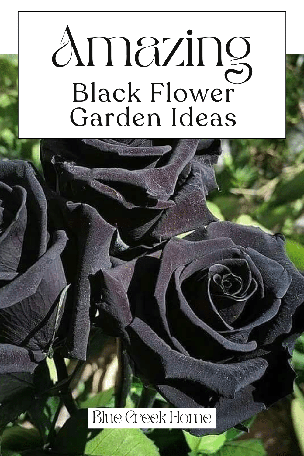 Amazing Black Flower Garden Ideas