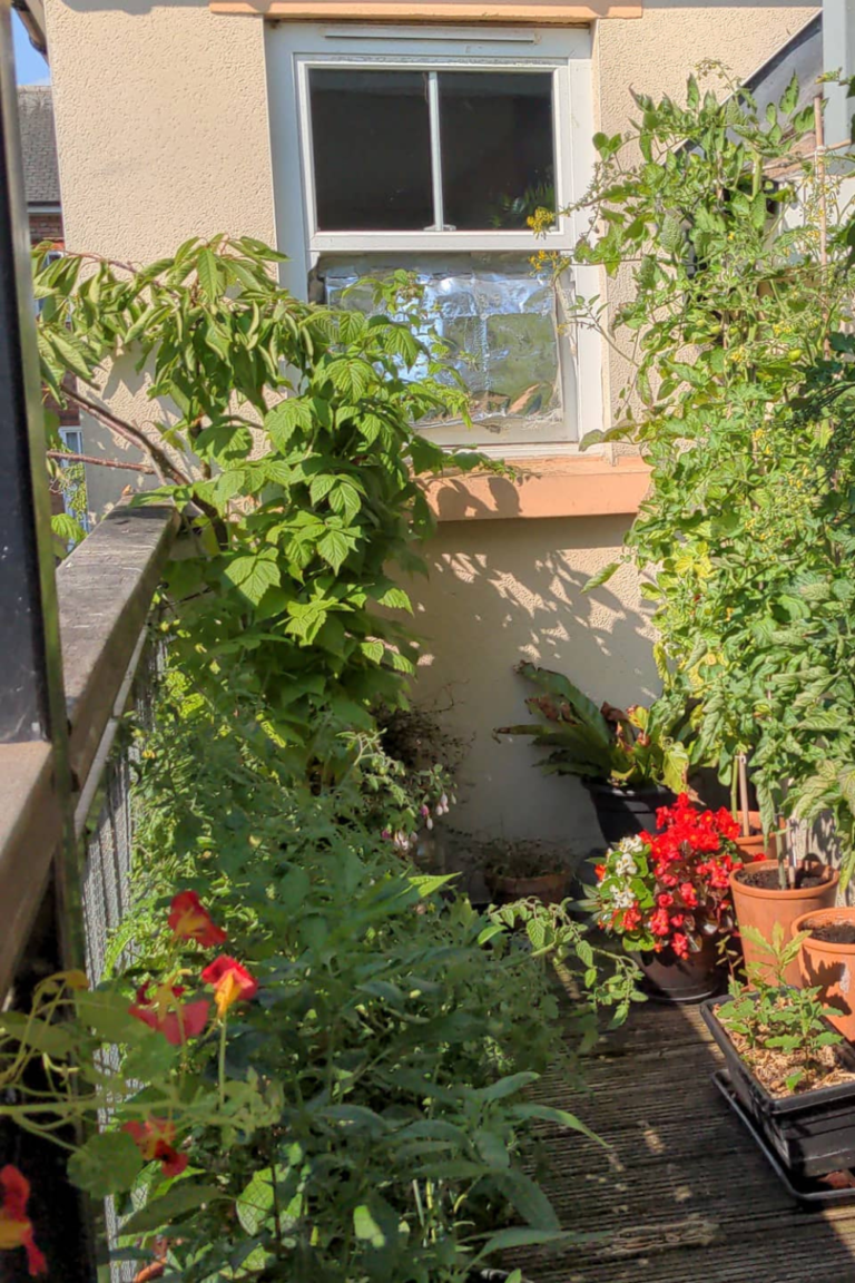 balcony flowers
