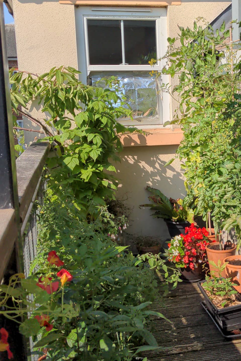 balcony flowers
