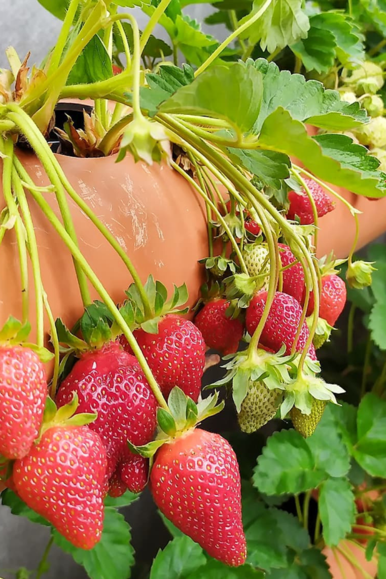 strawberry planters Ideas
