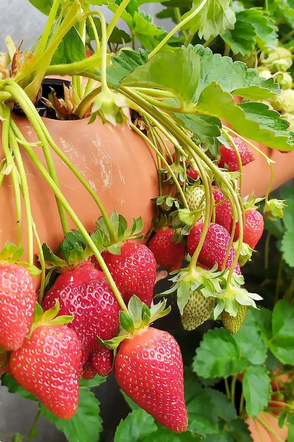 strawberry planters Ideas